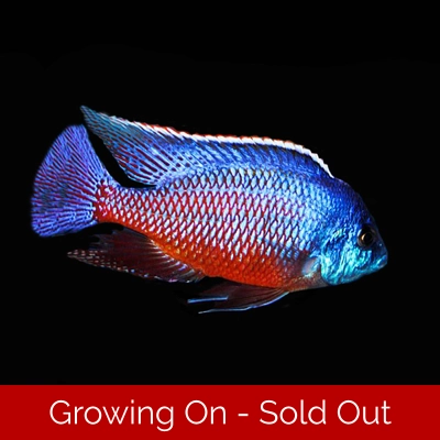 Protomelas taeniolatus Red Empress - COLOURED PAIR 8-10cm BACK IN STOCK Protomelas taeniolatus Red Empress - COLOURED PAIR 8-10cm BACK IN STOCK